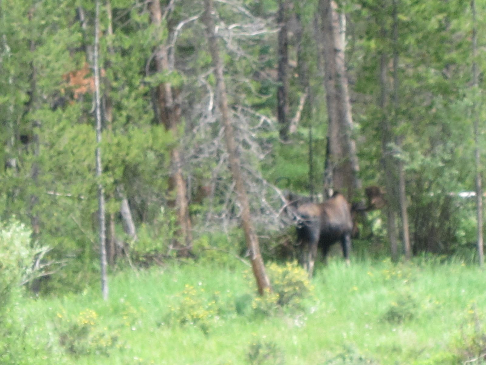 Traversed RMNP through cloud / drenching rain.  Came down about 4000 feet and spotted this...